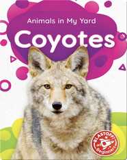 Animals in My Yard: Coyotes
