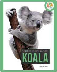 Spotlight on Nature: Koala