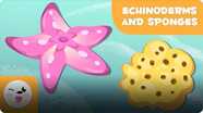 Smile and Learn Animals: Echinoderms and Sponges