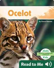 South American Animals: Ocelot