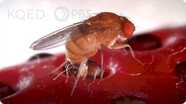 Deep Look: This Freaky Fruit Fly Lays Eggs in Your Strawberries