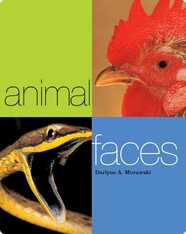Animal Faces