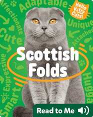 Hello Kitty Cats! Scottish Folds