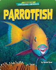 Parrotfish