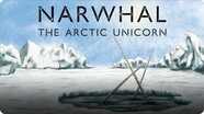 Narwhal