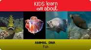 Animal DNA - Fish