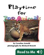 Playtime for Zoo Animals