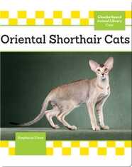 Oriental Shorthair Cats