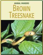 Animal Invaders: Brown Treesnake