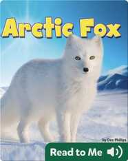 Arctic Fox
