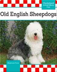 Old English Sheepdogs