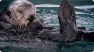 The Fantastic Fur of Sea Otters