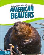 American Beavers