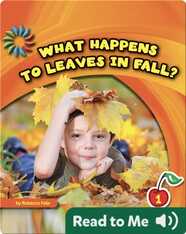 What Happens to Leaves in Fall?
