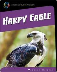 Harpy Eagle