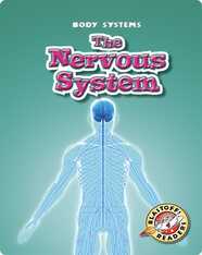 The Nervous System