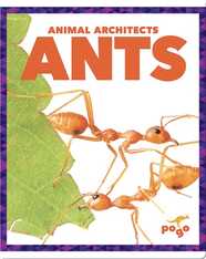 Ants