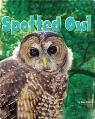 Spotted Owl 