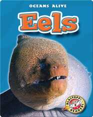 Eels