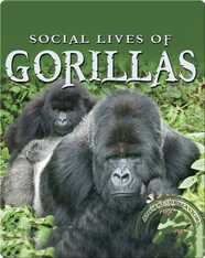 Social Lives of Gorillas
