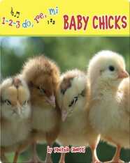 Baby Chicks