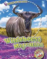 Wildebeest Migration