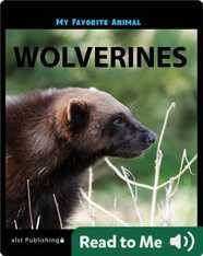 My Favorite Animal: Wolverines