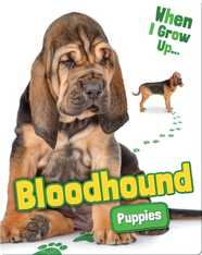 Bloodhound Puppies