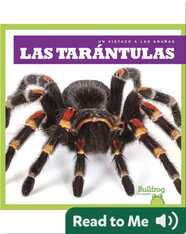 Las tarántulas
