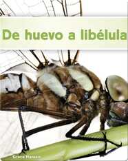 De huevo a libélula