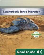 Leatherback Turtle Migration