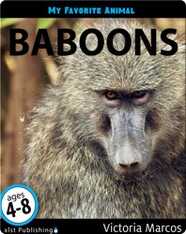 My Favorite Animal: Baboons