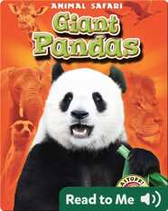 Giant Pandas: Animal Safari