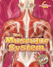 The Muscular System