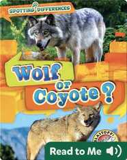 Wolf or Coyote?