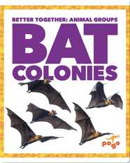 Bat Colonies