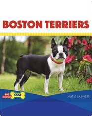 Boston Terriers
