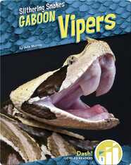 Gaboon Vipers
