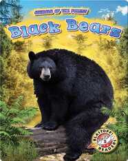 Animals of the Forest: Black Bears