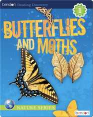 Butterflies and Moths