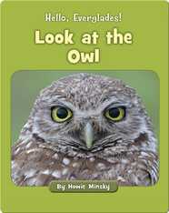 Hello, Everglades!: Look at the Owl