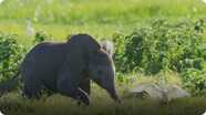 Spy In The Wild: Baby Elephant Misbehaves and Gets Left Behind