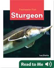 Freshwater Fish: Sturgeon