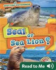 Spotting Differences: Seal or Sea Lion?