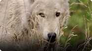 Female Gray Wolves Are The Leaders of their Packs