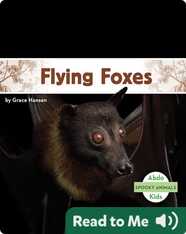 Spooky Animals: Flying Foxes