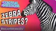 Colossal Questions: Why Do Zebras Have Stripes?