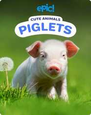 Cute Animals: Piglets