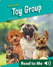 Toy Group