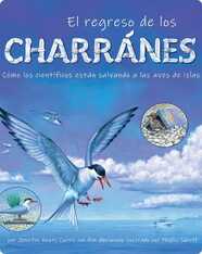El regreso de los charranes: Cómo los científicos están salvando a las aves de islas